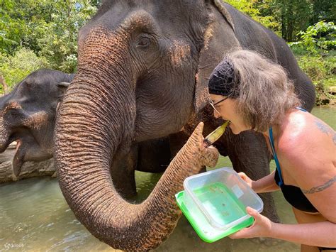 krabi elephant sanctuary|krabi elephant care house.